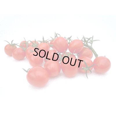 画像3: 送料無料　[トマト/ミニトマト]　はなちゃん　小袋(13粒)　小林種苗（株）