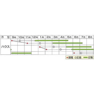 画像5: 送料無料　[トマト/ミニトマト]　はなちゃん　小袋(13粒)　小林種苗（株）