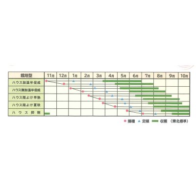 画像2: [トマト/ミニトマト]　CFプチぷよ2　　（100粒）　（株）渡辺採種場