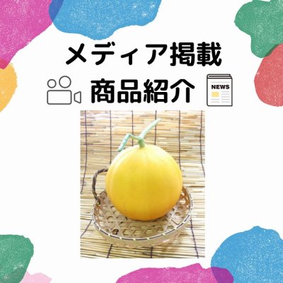 画像3: 送料無料　[メロン]　メロン　おてがるキイたん　7粒　小林種苗（株）