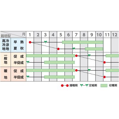 画像2: [トマト/大玉トマト]　送料無料！れおん　1000粒　サカタのタネ（株）