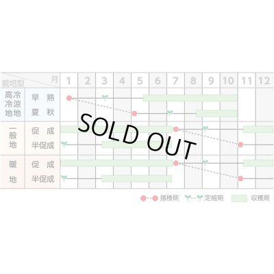 画像2: 送料無料 [トマト/大玉トマト] れおん 1000粒 (株)サカタのタネ