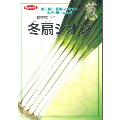 画像2: 送料無料 [ねぎ] 冬扇シオン 1dl(裸種子) (株)サカタのタネ