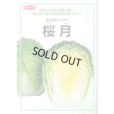 画像2: 送料無料　[白菜]　桜月　20ml　(株)サカタのタネ