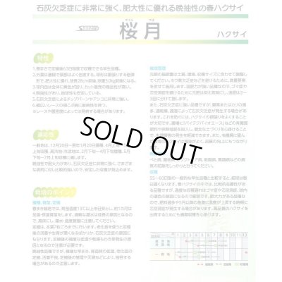 画像3: 送料無料　[白菜]　桜月　20ml　(株)サカタのタネ