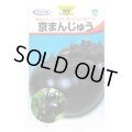 送料無料　[なす]　京まんじゅう　40粒　丸種(株)