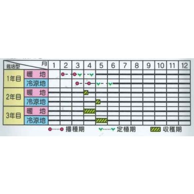 画像2: 送料無料 [アスパラガス] スーパーウェルカム 20ml (株)サカタのタネ