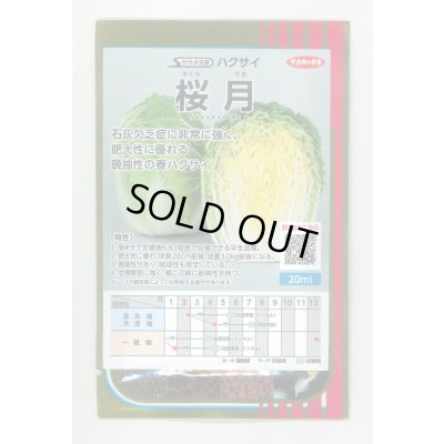 画像1: 送料無料　[白菜]　桜月　20ml　(株)サカタのタネ