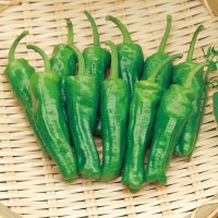 送料無料 [ピーマン] ししピー 500粒 (株)サカタのタネ