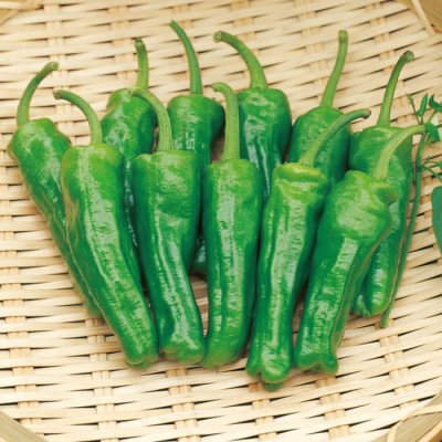 画像1: 送料無料 [ピーマン] ししピー 500粒 (株)サカタのタネ