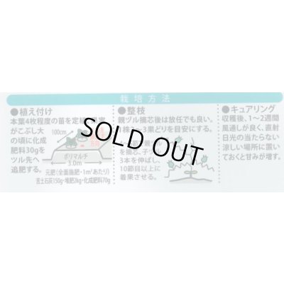 画像3: 送料無料　[かぼちゃ]　きみまろ　10粒　(株)大和農園