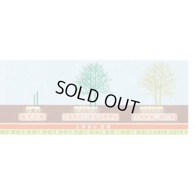 画像7: 送料無料　[アスパラガス]　ハイパーウェルカム　100粒　(株)サカタのタネ