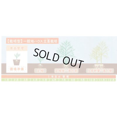 画像6: 送料無料　[アスパラガス]　ハイパーウェルカム　1000粒　(株)サカタのタネ