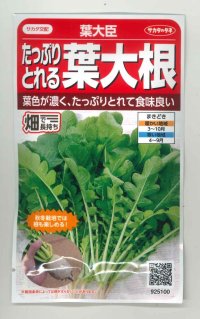 送料無料　[大根]　葉ダイコン　葉大臣　約900粒　(株)サカタのタネ　実咲350（003088）