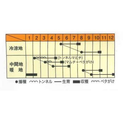 画像2: [大根]　藤くるり　3ml 　松永種苗（株）