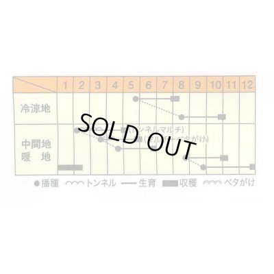 画像2: 送料無料　[大根]　藤くるり　2.5ml　松永種苗(株)