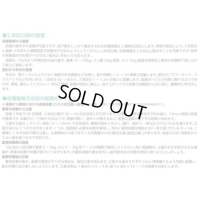 画像5: 送料無料　[アスパラガス]　ハイパーウェルカム　1000粒　(株)サカタのタネ