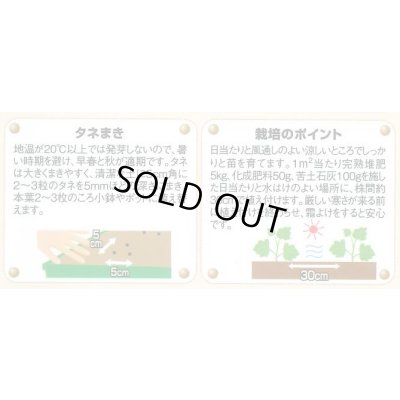画像3: 送料無料　花の種　デルフィニウム　プデルミックス　小袋(約40粒)　　(株)サカタのタネ　実咲500（101562）