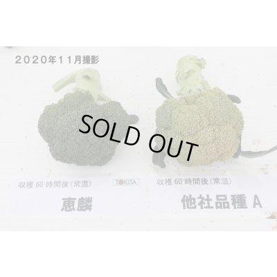 画像3: 送料無料　[ブロッコリー]　恵麟　小袋(およそ150粒)　トキタ種苗(株)