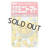 送料無料　[トマト/ミニトマト]　イエローキャロル　15粒　(株)サカタのタネ　実咲450（004026）