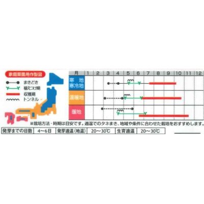 画像2: [トマト/ミニトマト]　オレンジキャロル　15粒　（株）サカタのタネ　実咲400