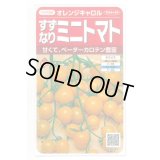 送料無料　[トマト/ミニトマト]　オレンジキャロル　15粒　(株)サカタのタネ　実咲450（004027）