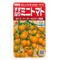 [トマト/ミニトマト]　オレンジキャロル　15粒　（株）サカタのタネ　実咲400