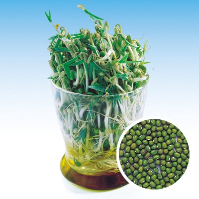 画像2: グリーンマッペ(緑豆)　1L(無消毒種子)　中原採種場(株)