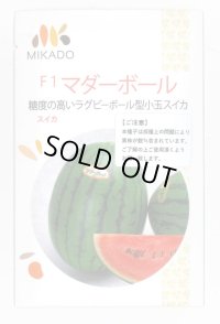 送料無料　[スイカ]　小玉スイカ　F1マダーボール　8粒　ヴィルモランみかど