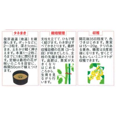画像2: 送料無料　[トマト/ミニトマト]　イエローキャロル　15粒　(株)サカタのタネ　実咲450（004026）