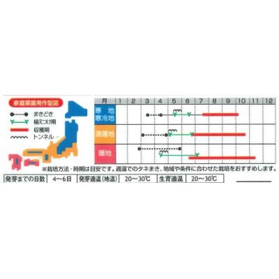 画像3: [トマト/ミニトマト]　イエローキャロル　15粒　（株）サカタのタネ　実咲400