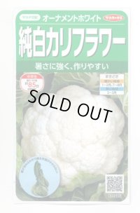 送料無料　カリフラワー　]　オーナメントホワイト　小袋(約120粒)　(株)サカタのタネ　実咲450（004025）