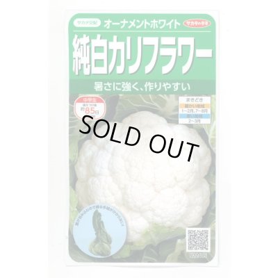 画像1: 送料無料　カリフラワー　]　オーナメントホワイト　小袋(約120粒)　(株)サカタのタネ　実咲450（004025）