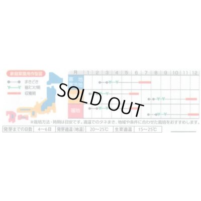 画像4: 送料無料　カリフラワー　]　オーナメントホワイト　小袋(約120粒)　(株)サカタのタネ　実咲450（004025）