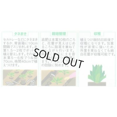 画像5: 送料無料　カリフラワー　]　オーナメントホワイト　小袋(約120粒)　(株)サカタのタネ　実咲450（004025）