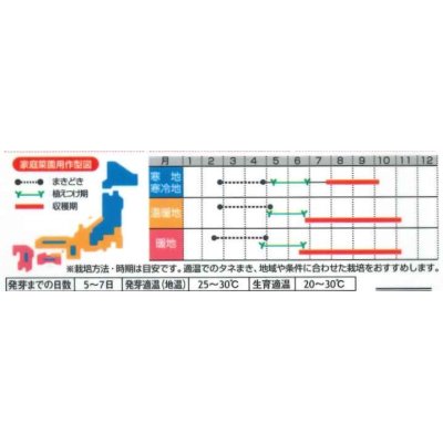 画像2: [パプリカ]　ぱぷりーな　12粒　（株）サカタのタネ　実咲500