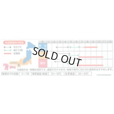 画像2: 送料無料　[ピーマン]　パプリカ　ぱぷりーな　12粒　(株)サカタのタネ　実咲550（004022）