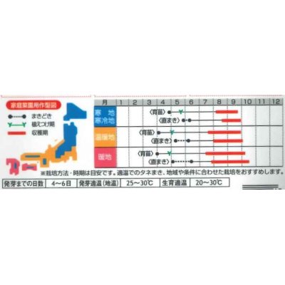 画像2: [その他]　大ひょうたん　（およそ10粒）　（株）サカタのタネ　実咲200