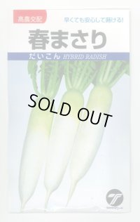 送料無料[大根]　春まさり　小袋　(株)タカヤマシード