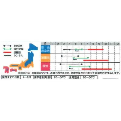 画像4: [トマト/ミニトマト]　キャロルパッション　12粒　サカタのタネ（株）　実咲400