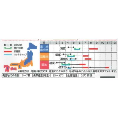 画像2: [かぼちゃ]　べにくり　6粒　（株）サカタのタネ　実咲400