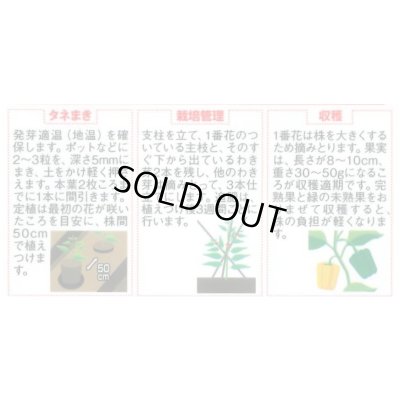 画像3: 送料無料　[ピーマン]　パプリカ　ぱぷりーな　12粒　(株)サカタのタネ　実咲550（004022）