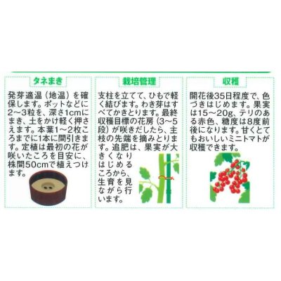 画像3: 送料無料　[トマト/ミニトマト]　キャロルパッション　12粒　(株)サカタのタネ　実咲450（002826）