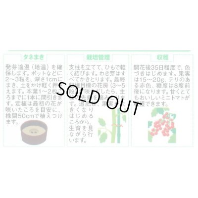 画像3: 送料無料　[トマト/ミニトマト]　キャロルパッション　12粒　(株)サカタのタネ　実咲450（002826）