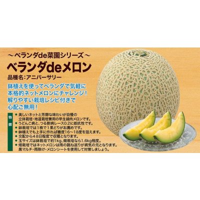 画像3: 送料無料　[メロン]　ベランダdeメロン(アニバーサリー)小袋(5粒)ナント種苗(株)