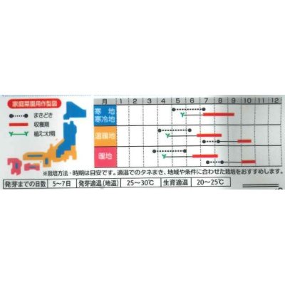 画像2: [枝豆]　いきなまる　約40粒　（株）サカタのタネ　　実咲300