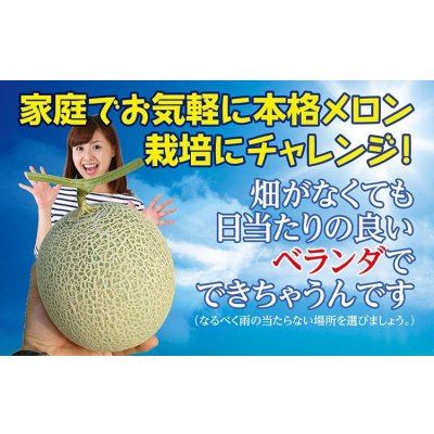 画像2: 送料無料　[メロン]　ベランダdeメロン(アニバーサリー)小袋(5粒)ナント種苗(株)