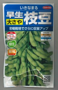 [枝豆]　いきなまる　約40粒　（株）サカタのタネ　　実咲300