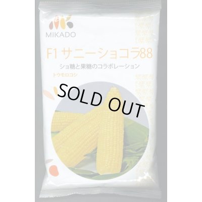 画像1: [とうもろこし]　サニーショコラ88　2000粒　ヴィルモランみかど（株）