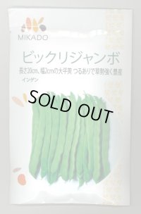 送料無料　[いんげん]　ビックリジャンボ　1dl　ヴィルモランみかど（株）